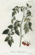 Alexander von Humboldt Lycopersicum esculentum oil painting reproduction